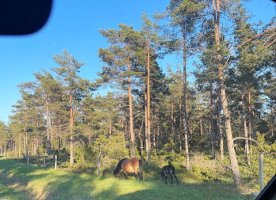 sweden/gotaland/attraction/gotlandponies-at-lojstahed