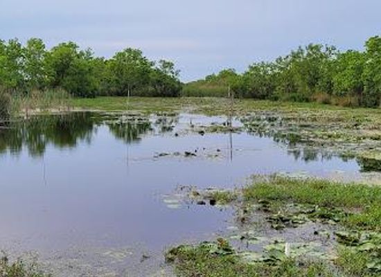 louisiana/lake-borgne/attraction/bayou-sauvage-urban-national-wildlife-refuge