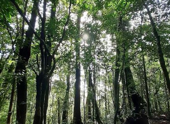 costa-rica/monteverde/attraction/santa-elena