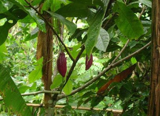 indonesia/bali/attraction/wedang-sari-agro-wisata