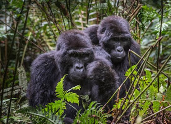uganda/eastern-region/attraction/kamati-safaris