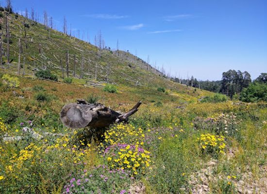 arizona/chiricahua-mountains/attraction/rustler-park