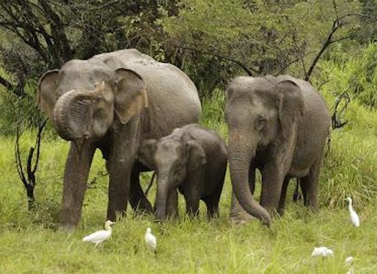 sri-lanka/sigiriya/attraction/wasgamuwa-national-park