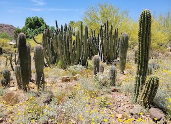 arizona/tucson/attraction/arizona-sonora-desert-museum