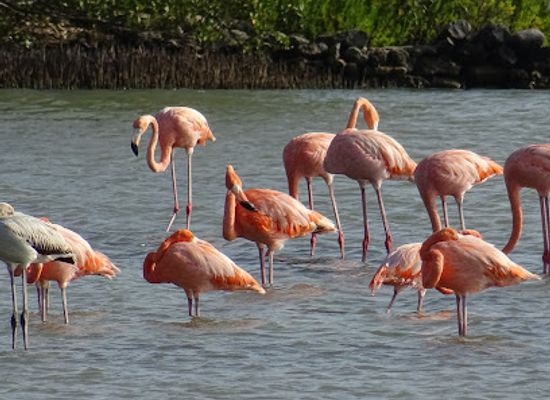 curacao/tera-kora/attraction/flamingos