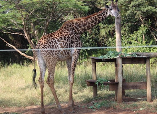 kenya/kisumu/kondele/attraction/kisumu-impala-park-wildlife-sanctuary-office