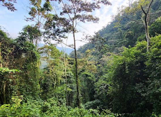 uganda/bwindi-impenetrable-national-park/attraction/gorilla-katweew-group