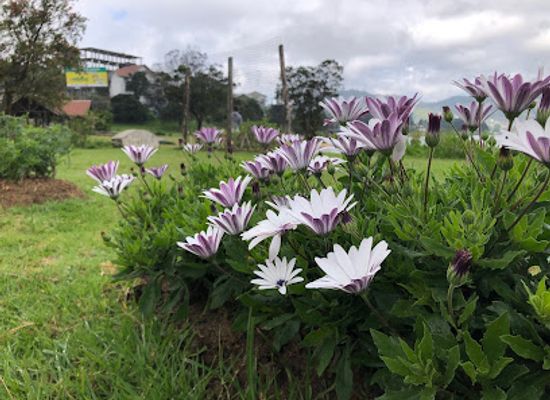 sri-lanka/nuwara-eliya/attraction/gegory-lake-view-point