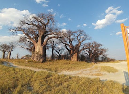 namibia/kavango/attraction/baines-baobabs