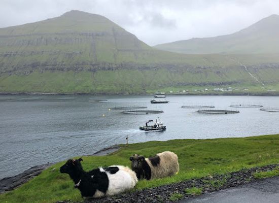 faroe-islands/eysturoy/attraction/rinkusteinar