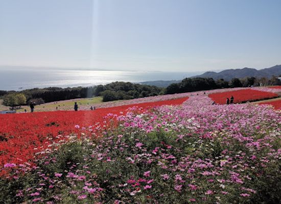 japan/awaji/attraction/hyogo-prefecture-awaji-hanasajiki