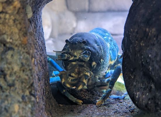 united-kingdom/whitby/attraction/whitby-marine-discovery-centre-whitby-lobster-hatchery
