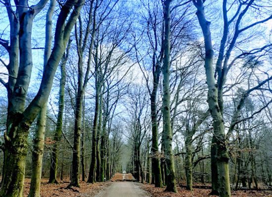 netherlands/veluwe-national-park/attraction/wildhut