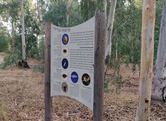 israel/netanya/kiryat-hasharon/attraction/gesher-etz-yapifa