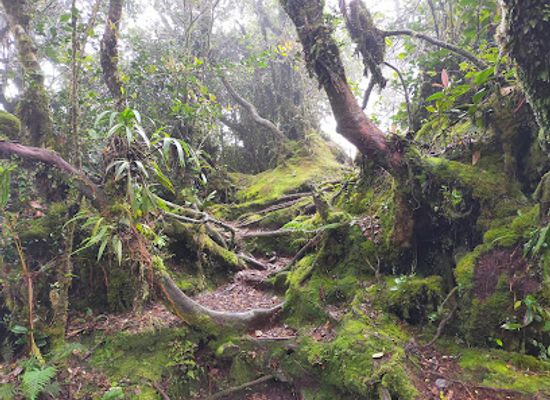 malaysia/pahang/attraction/mossy-forest