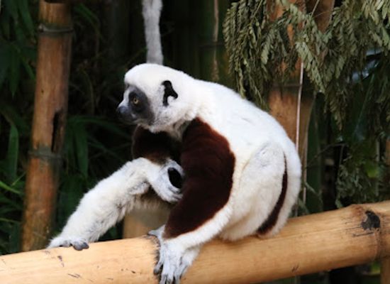 madagascar/atsinanana/attraction/lemur-park