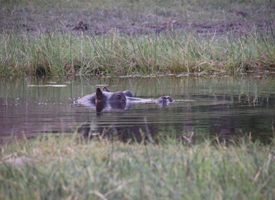 botswana/okavango-delta/attraction/kwapa-training-camp
