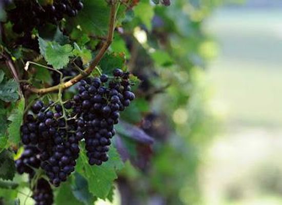 greece/peloponnese/attraction/cooperative-winery-of-nemea