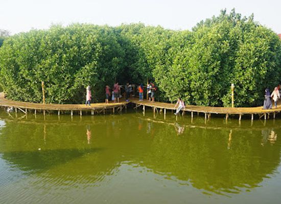 indonesia/semarang/attraction/mangrove-edupark