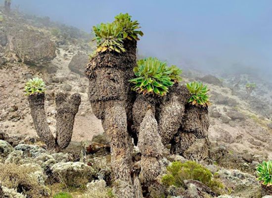 tanzania/moshi/attraction/uhuru-peak
