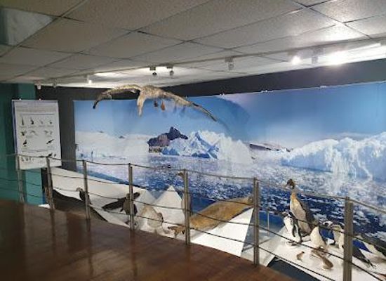 chile/punta-arenas/attraction/museo-maggiorino-borgatello