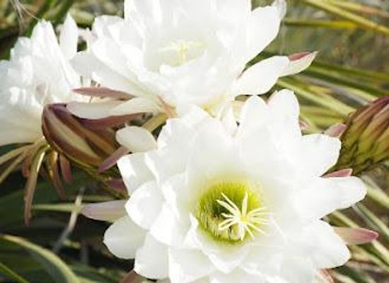 spain/catalonia/attraction/jardi-botanic-tropical-paratge-pinya-de-rosa