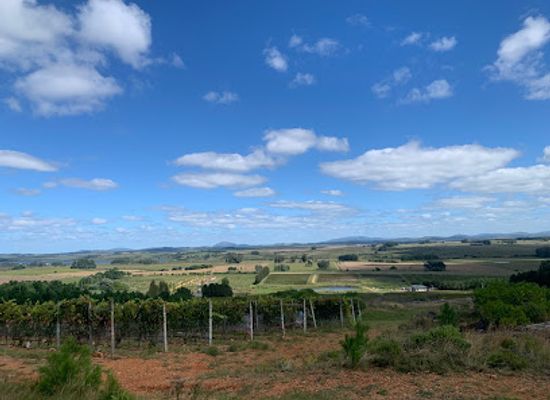 uruguay/central-region/attraction/winery-and-vineyards-alto-de-la-ballena
