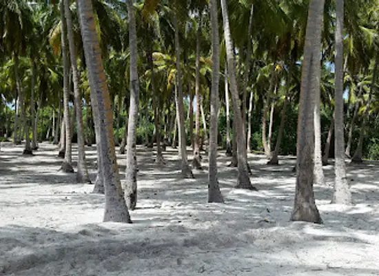 maldives/fuvahmulah-island/attraction/geiymiskih-fannu