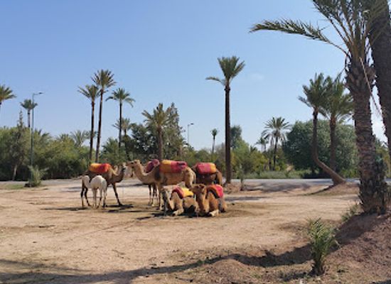 morocco/sais/attraction/el-palmeral-marrakech