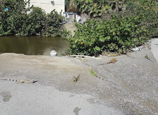 sint-maarten/cole-bay/attraction/iguanas