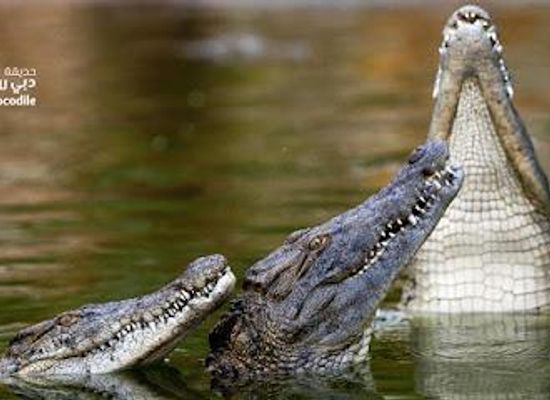 united-arab-emirates/northern-emirates/attraction/dubai-crocodile-park