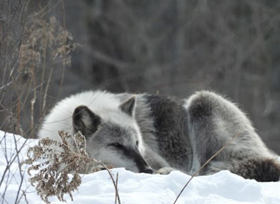 wisconsin/western-uplands/attraction/shalom-wildlife-zoo