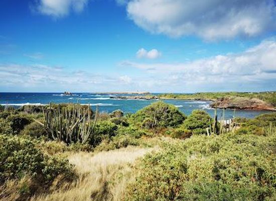 saint-lucia/gros-islet/attraction/savanna-of-petrifications