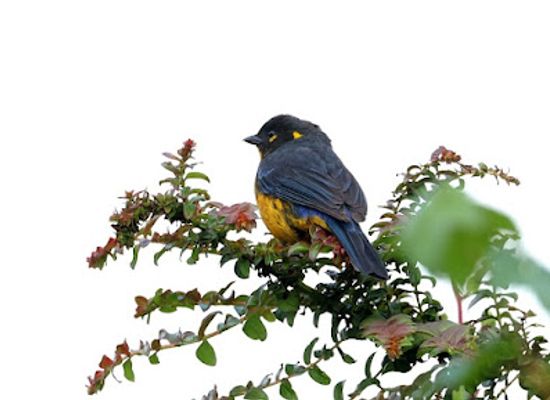 ecuador/papallacta-hot-springs/attraction/birdwatching-san-jose