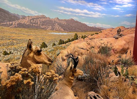 wyoming/laramie-plains/attraction/wyoming-state-museum