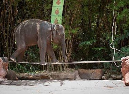 thailand/samut-prakan/attraction/safari-world-bangkok
