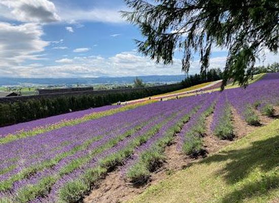 japan/hokkaido/attraction/farm-tomita-lavender-east