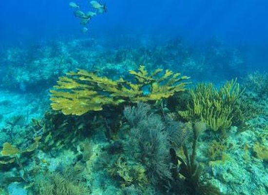 florida/homestead/attraction/john-pennekamp-coral-reef-state-park