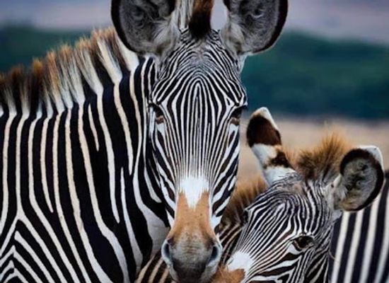 tanzania/arusha/attraction/great-pelican-safari-gps