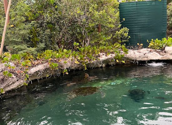 new-caledonia/mare/attraction/lagoon-aquarium