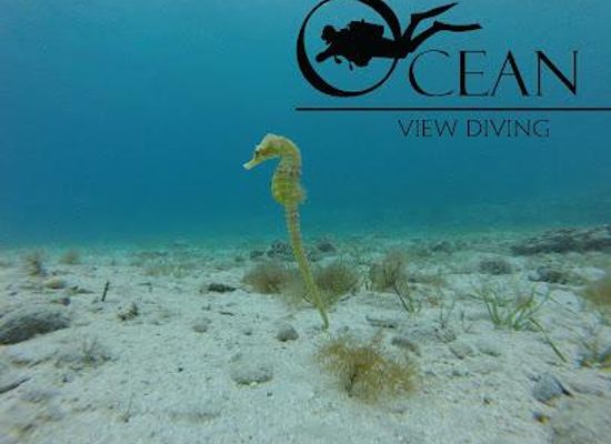 cyprus/protaras/attraction/ocean-view-diving-cyprus