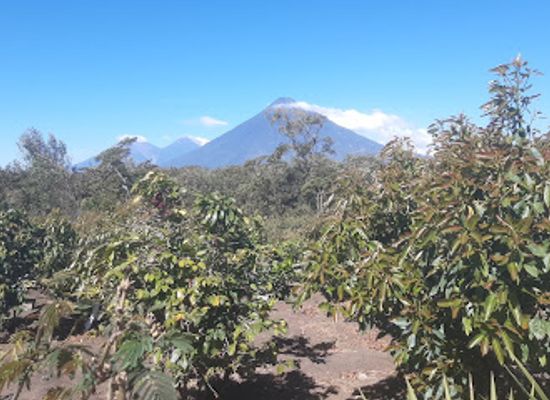 guatemala/pacaya-volcano/attraction/apiario-ecologico-el-claval