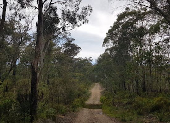 australia/illawarra/attraction/werrikimbe-national-park