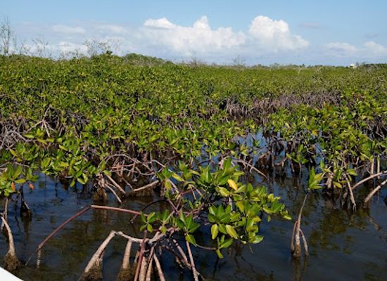 belize/placencia/attraction/randy-s-place