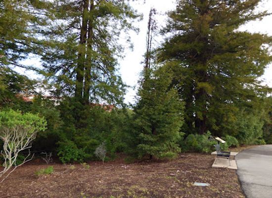 california/bay-area/attraction/wayburn-redwood-grove