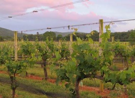virginia/piedmont/attraction/chestnut-oak-vineyard