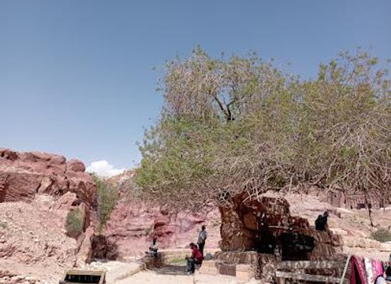 jordan/ma-an-plateau/attraction/one-day-tour-petra-jordan