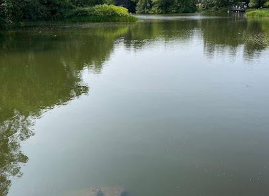 new-york/yonkers/attraction/the-central-park-turtle-pond