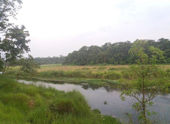 nepal/chitwan/sauraha/attraction/the-chitwan-tiger-guide-service-and-mini-library