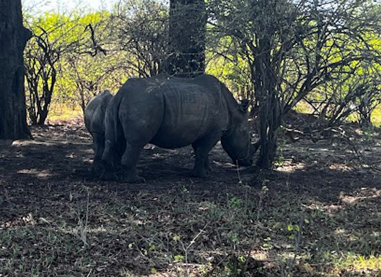 zambia/livingstone/attraction/safari-wild-zambia